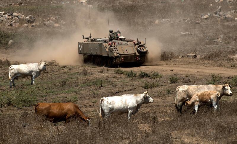 Israeli soldiers with their armoured personal carriers pass a herd of cattle during a military training of the Armored Corps in the Golan Heights. EPA