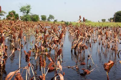 Submerged fields of red sorghum after heavy rain on the outskirts of Ndjamena, Chad, on October 26, 2022. Reuters