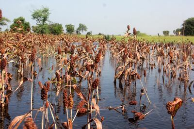 A submerged red sorghum field after heavy rain in Kournari village, on the outskirts of Ndjamena, Chad, on October 26. Flooding is one of the many threats faced by small-scale farmers because of climate change. Reuters.
