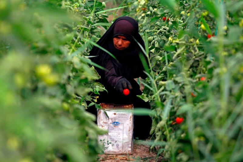 A female Iraqi farmer harvests tomatoes in Diwaniyah. Haidar Hamdani / AFP