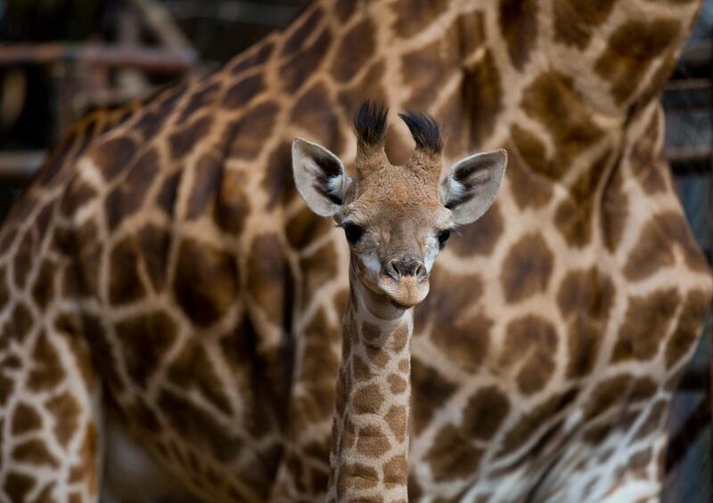 One-month old giraffe Gema stand in front her mother Pretoria during her presentation at the Buin Zoo in Santiago, Chile.  AP Photo