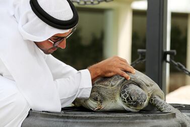 Sheikh Fahim Al Qassimi rescued 'Farah' the turtle in Sharjah and took her to the Burj Al Arab Turtle Rehabilitation Sanctuary for surgery. Chris Whiteoak / The National