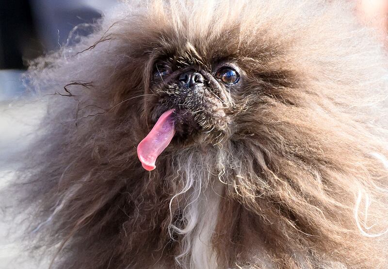 Wild Thang, a Pekingese dog, competes in the annual World's Ugliest Dog contest in Petaluma, California. AFP