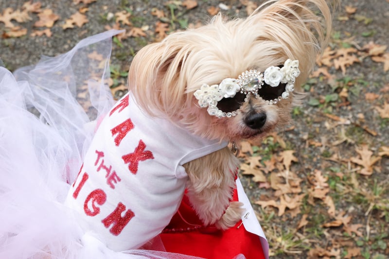 Tasha Bella, a morkie dressed as Alexandria Ocasio-Cortez at the 2021 Met Gala, poses during the 31st annual Tompkins Square Halloween Dog Parade in New York on October 23, 2021. Reuters