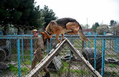 In this photo taken on April 7, 2019, an explosive detection dog goes over an obstacle during a practice session at the Mine Detection Centre (MDC) in Kabul. Naya, a three-year-old Belgian malinois, focuses intently as she leaps over hurdles and zooms through tunnels on an obstacle course at a training centre on a hill overlooking Kabul. - To go with story 'AFGHANISTAN-CONFLICT-MINES, FOCUS' by Thomas Watkins
 / AFP / WAKIL KOHSAR / To go with story 'AFGHANISTAN-CONFLICT-MINES, FOCUS' by Thomas Watkins
