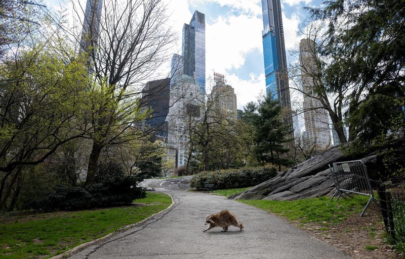 -- AFP PICTURES OF THE YEAR 2020 --

A racoon walks in almost deserted Central Park in Manhattan on April 16, 2020 in New York City. - Gone are the softball games, horse-drawn carriages and hordes of tourists. In their place, pronounced birdsong, solitary walks and renewed appreciation for Central Park's beauty during New York's coronavirus lockdown. The 843-acre (341-hectare) park -- arguably the world's most famous urban green space -- normally bustles with human activity as winter turns to spring, but this year due to Covid-19 it's the wildlife that is coming out to play. (Photo by Johannes EISELE / AFP)