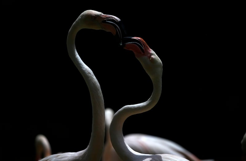 Lesser flamingos spar with each other at the Joburg Zoo, Johannesburg, South Africa. EPA
