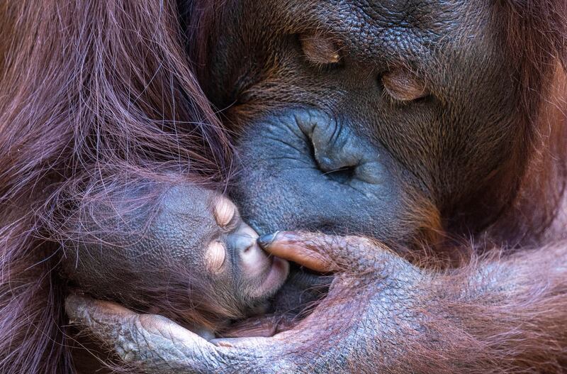 Orangutans are known as the gardeners of the forest. AP