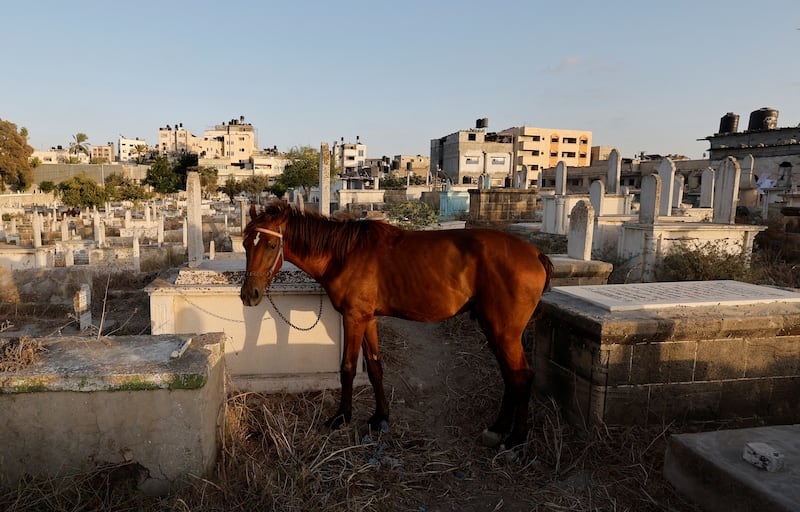 A horse owned by the Kuhail family is tethered to a grave in Sheikh Shaban cemetery.