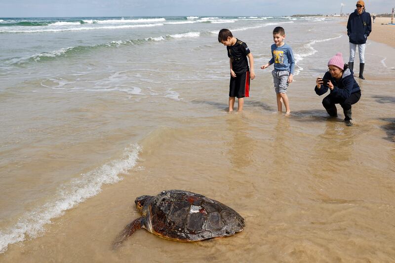 A sea turtle slowly makes its way to the ocean as children look on near the coastal city of Netanya in Israel.