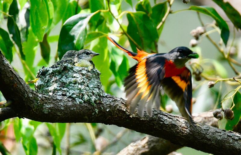 A male grey-chinned minivet flies past its chicks in Wulai District, New Taipei City.  AFP