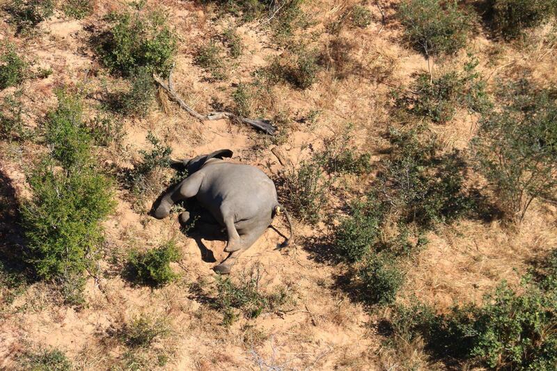Aerial view of the carcass of one of the approximately 350 elephants that have been found dead for unknown reasons in the Okavango Delta area, near the town of Maun, northern Botswana. This unprecedented death toll for the pachyderms does not appear to be related to poaching, as their coveted ivory tusks are still attached to the corpses. Authorities are performing various tests to determine the cause of death.  EPA