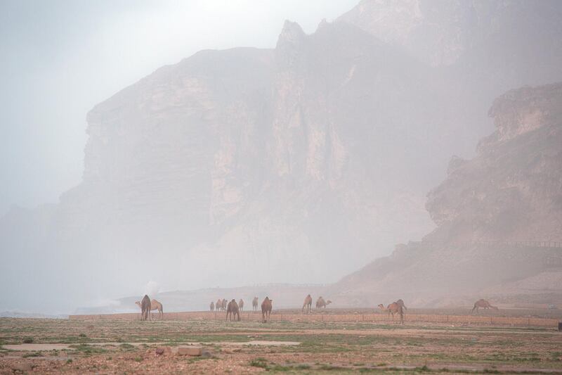Early morning grazing, the camels oblivious to the road deconstruction as they make their way to Marneef cave and the blowholes - popular tourist destinations. Antony Hansen for The National