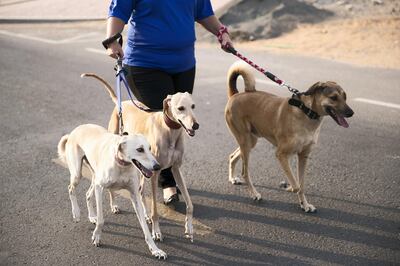 DUBAI, UNITED ARAB EMIRATES - SEPTEMBER 20, 2018. 

Sarita Harding, walks her dogs in Al Warqa. Sarita is a volunteer with Animal Action UAE.

Animal Action UAE, which is part of Emirates Animal Welfare Society has had to stop rescues because it owes vet surgeries across the UAE so much money - around Dh100,000. The charity desperately needs to find homes for 15-20 dogs that are currently boarding at veterinary surgeries at a cost of Dh60 a day each. They have around 80 animals under their care just now that they are trying to rehome. 


(Photo by Reem Mohammed/The National)

Reporter: GILIAN
Section: NA