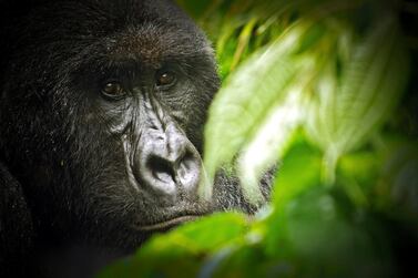 A mountain gorilla from the Kabirizi family at Virunga National Park sits quietly in some bushes on April 7, 2011 waiting for the rain to stop. Virunga National Park is the oldest national park in Africa and a World Heritage Site. It is is home to more than a quarter of the world’s remaining 790 critically endangered mountain gorillas. Seven of the eight volcanoes in the Virunga range lie within the park, including Nyiragongo, one of the most beautiful and active volcanoes in the world. To the north stand the snow-capped majestic Rwenzori Mountains, over 5000 meters high. AFP PHOTO / VIRUNGA NATIONAL PARK / LuAnne Cadd RESTRICTED TO EDITORIAL USE - MANDATORY CREDIT "AFP PHOTO / VIRUNGA NATIONAL PARK / LuAnne Cadd" - NO MARKETING NO ADVERTISING CAMPAIGNS - DISTRIBUTED AS A SERVICE TO CLIENTS (Photo by LuAnne Cadd / Virunga National Park / AFP)