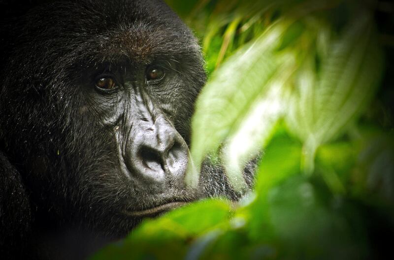 A mountain gorilla from the Kabirizi family at Virunga National Park sits quietly in some bushes on April 7, 2011 waiting for the rain to stop. Virunga National Park is the oldest national park in Africa and a World Heritage Site. It is is home to more than a quarter of the world’s remaining 790 critically endangered mountain gorillas. Seven of the eight volcanoes in the Virunga range lie within the park, including Nyiragongo, one of the most beautiful and active volcanoes in the world. To the north stand the snow-capped majestic Rwenzori Mountains, over 5000 meters high.     AFP PHOTO / VIRUNGA NATIONAL PARK / LuAnne Cadd

RESTRICTED TO EDITORIAL USE - MANDATORY CREDIT "AFP PHOTO / VIRUNGA NATIONAL PARK / LuAnne Cadd" - NO MARKETING NO ADVERTISING CAMPAIGNS - DISTRIBUTED AS A SERVICE TO CLIENTS (Photo by LuAnne Cadd / Virunga National Park / AFP)