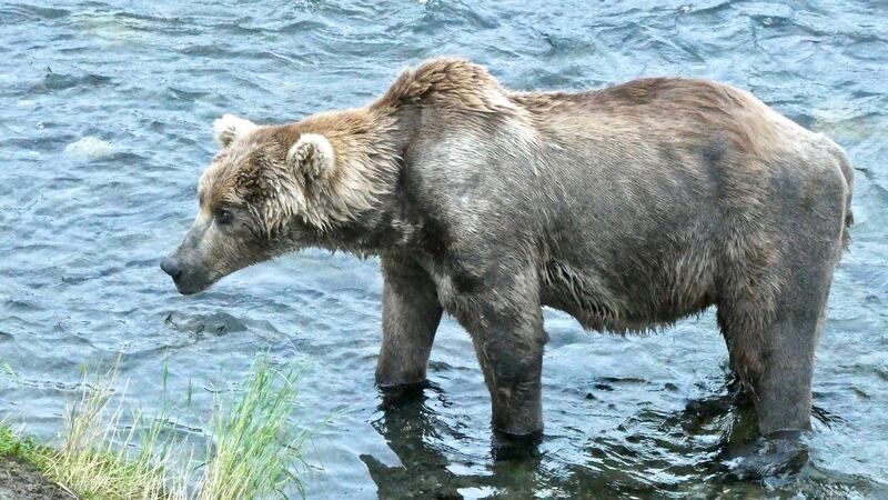 Leaner times: Otis the bear stands in a river at Katmai National Park and Preserve in Alaska. Reuters