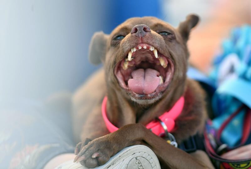 Mandarina pants on her owner's lap while awaiting the start of the World's Ugliest Dog Competition. AFP