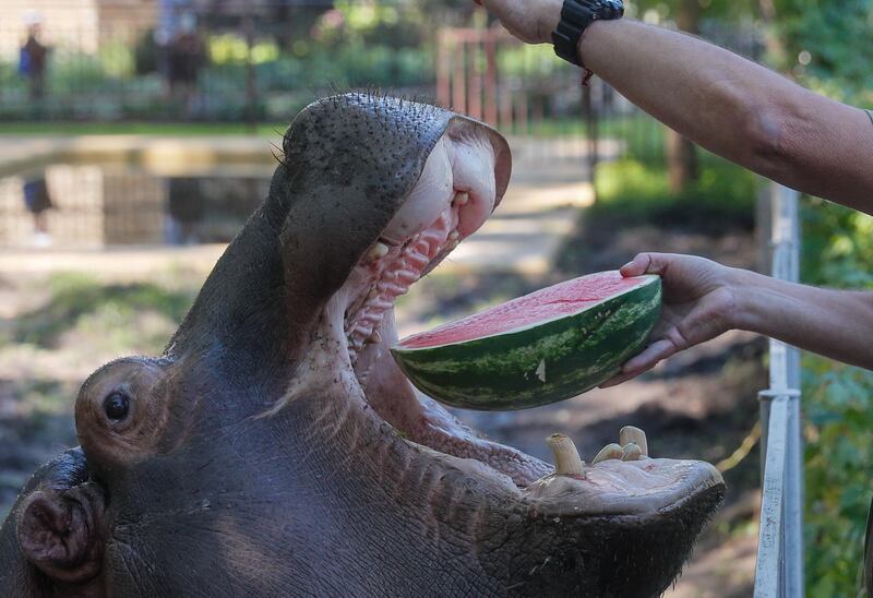 Zoo workers feed hippopotamus Lili with watermelons in the central Zoo in Kiev, Ukraine.  EPA