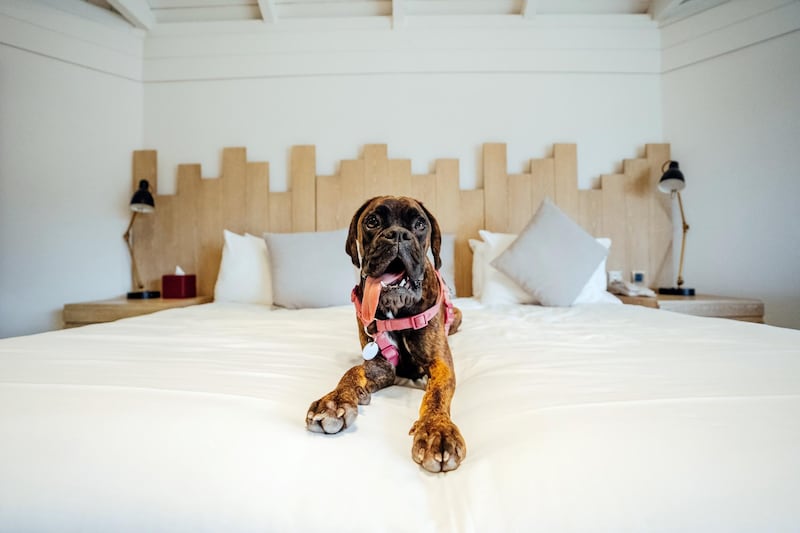 Dogs are allowed to stay at JA Hatta Fort Hotel Dubai. All photos: JA Resorts & Hotels