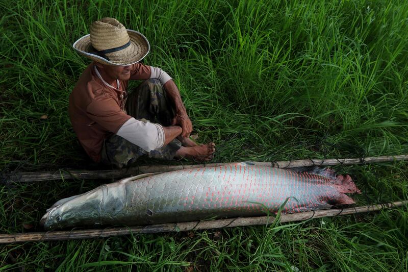 In the Javari Valley which holds the country's second-largest protected Indigenous reserve, home to seven tribes including the Kanamari, only residents may hunt the fish. AFP