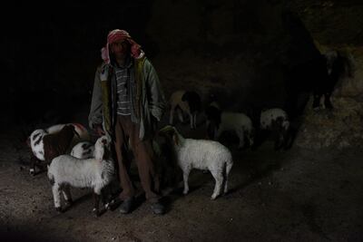 Palestinian shepherd Fadel Hamamdi with part of his flock, in a cave in Mufaqarah village. Photos: Rosie Scammell/The National