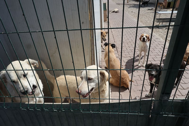 The pit bulls were pets rather than strays but President Recep Tayyip Erdogan seized on the incident, declaring: 'Stray animals belong in shelters, not the streets.' The seemingly innocuous comment was in fact a jibe aimed at his rival, Istanbul mayor Ekrem Imamoglu.