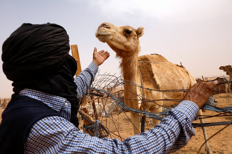 Liver and kidney tissue was examined and the greatest abnormalities were found in camels closest to the facility. Reuters