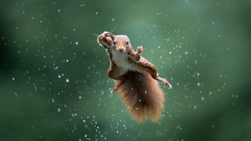 'Jumping Jack'. Taken in Maashorst, the Netherlands. Alex Pansier / Comedy Wildlife 2022
