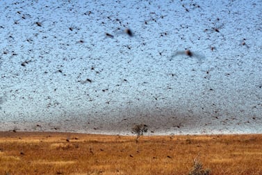 Swarms of locusts. AFP, file