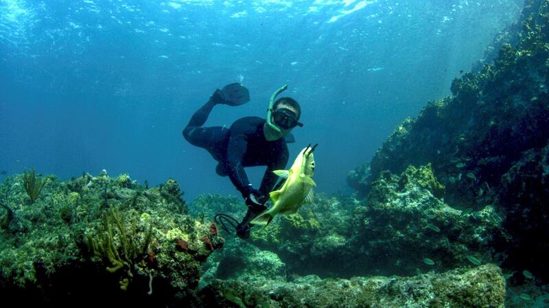 Bear Grylls underwater with yellow fish on spear in Bear vs Shark (Shark Week). Courtesy Discovery