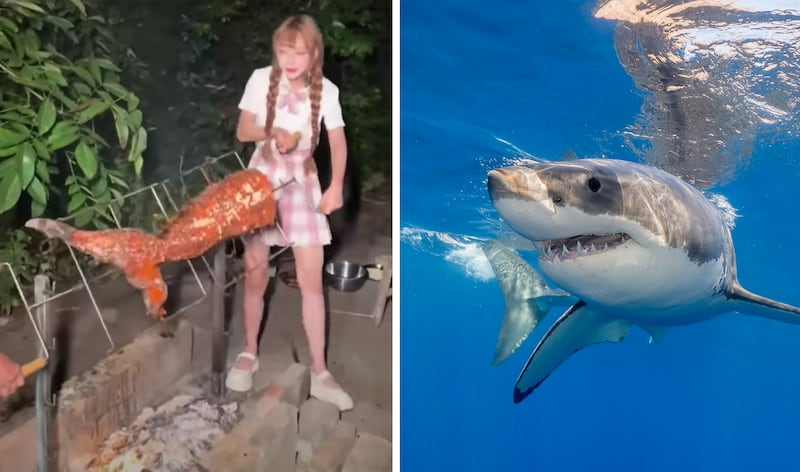 An influencer in China known as Tizi cooked and ate a great white shark. She posted a video on social network Douyin where she has 7.8 million followers.