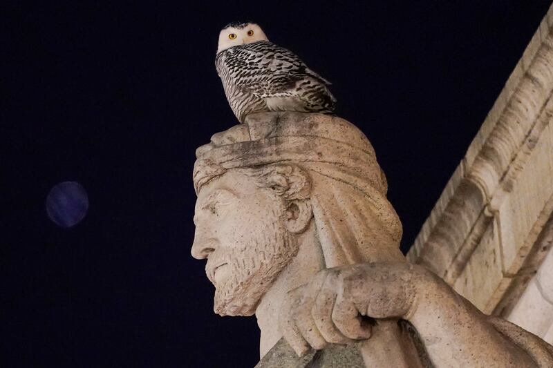 Washingtonians have come out in droves to catch a glimpse of the rare snowy owl flying around the US capital city of Washington. AP