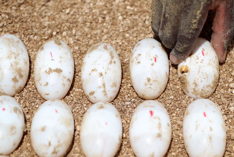 Eggs from a clutch of 52 gathered from a nest