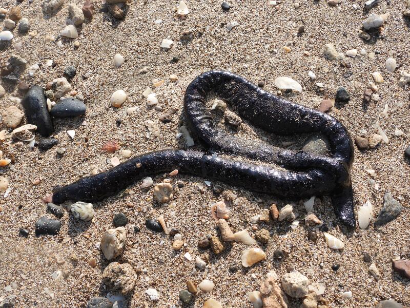 A sea snake killed by the oil slick at Kalba off the UAE’s east coast. All photos: Fadi Yaghmour of the Sharjah Environment and Protected Areas Authority
