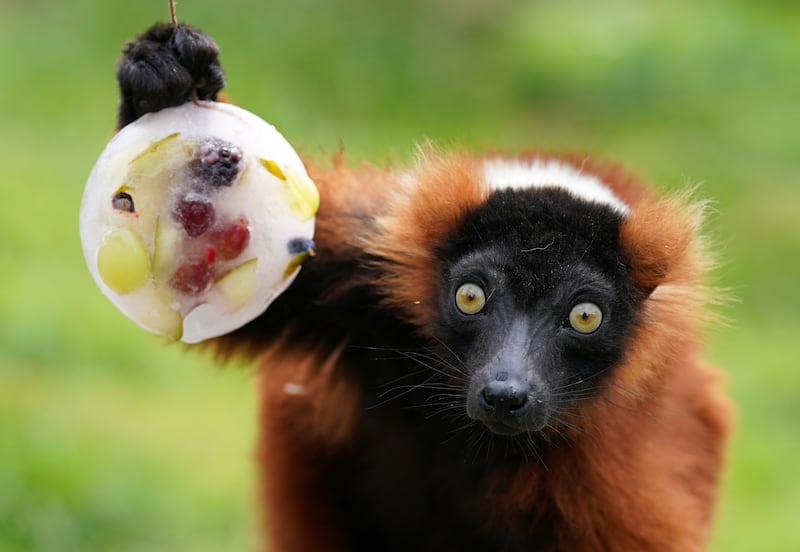 Red ruffed lemurs enjoy a frozen ice pop filled with fruit at Blair Drummond Safari Park near Stirling, Scotland. PA