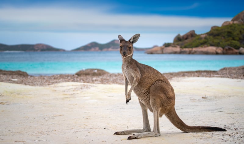 As popular with wild kangaroos as it is with sunseekers, Lucky Bay in Esperance, Western Australia, has been named the world's best beach. NeoPhoto