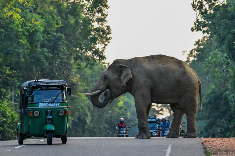 A rickshaw drives past a wild elephant crossing a road in Habarana. AFP