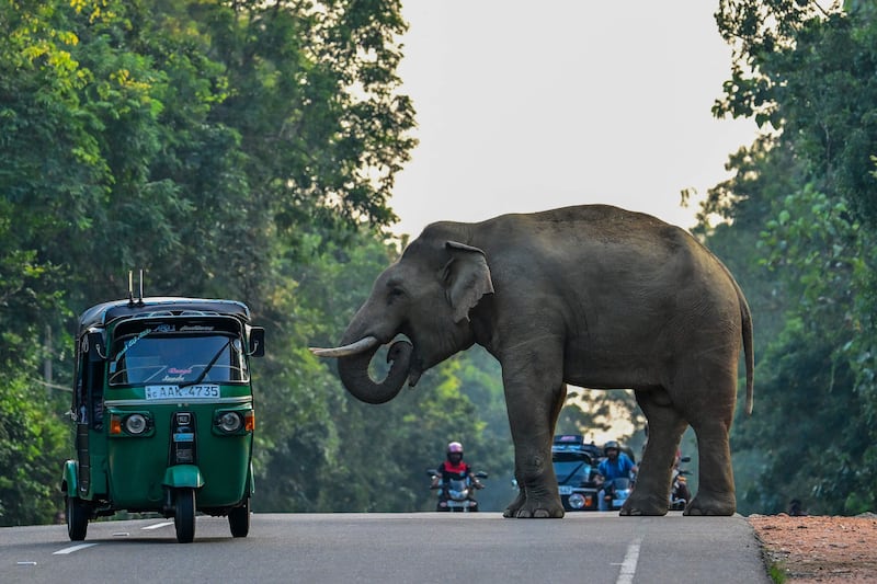 A tuk-tuk passes a wild elephant crossing a road in Habarana, Sri Lanka. AFP