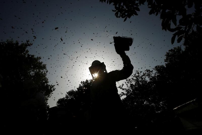 A Palestinian beekeeper uses smoke to calm bees in the process of collecting honey at a farm near the Israel-Gaza border in the northern Gaza Strip. Suhaib Salem / Reuters