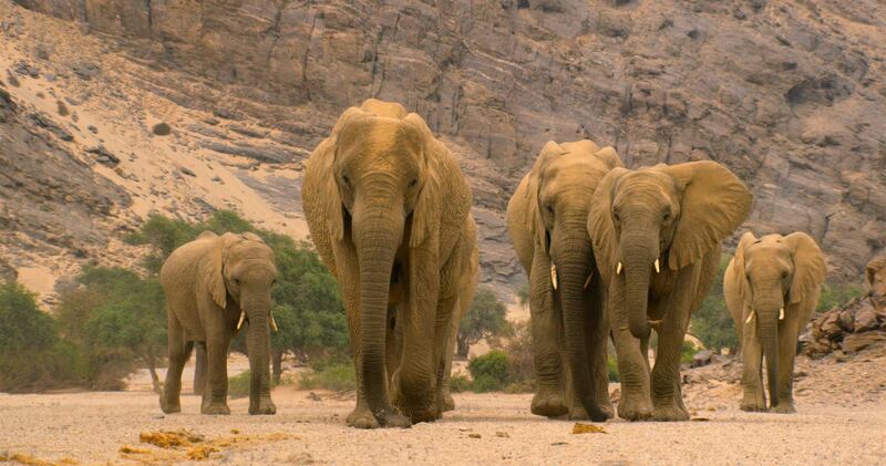 Matriarch Desert elephant leads her family through barren lands, Namibia
SCREEN GRAB