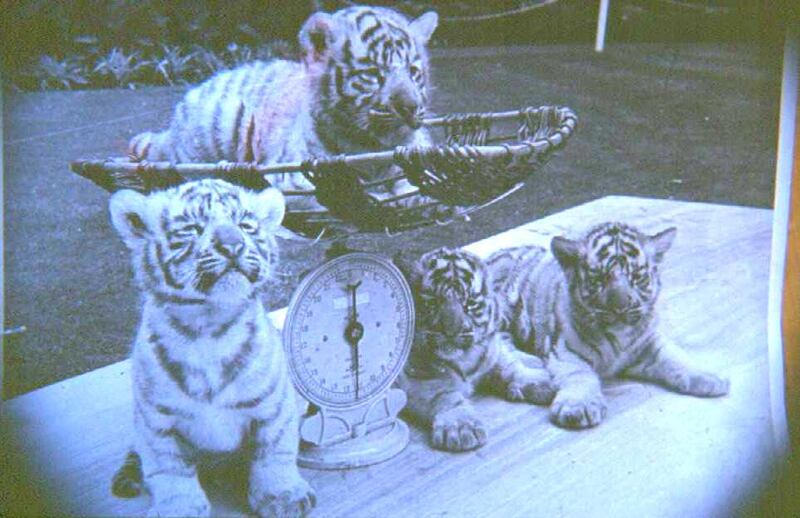 Weigh day for the white tiger cubs.