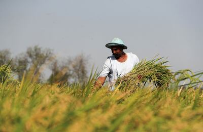 A farmer harvests rice in a field in the province of Al Sharkia, north-east of Cairo, Egypt. Reuters