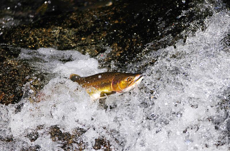 Pacific salmon swimming up a waterfall at the Denali National Park in Alaska, USA. Alamy