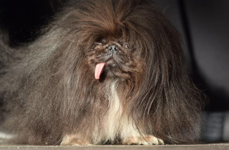 Wild Thang, a Pekingese, walks on stage during The World's Ugliest Dog Competition. Josh Edelson / AFP