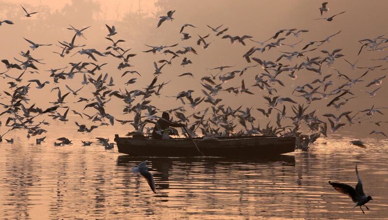 epa07252347 A boatman rows his boat through migratory birds on a foggy morning in the polluted Yamuna River in New Delhi, India, 29 December 2018. Migratory birds arrive in the winter season from different parts of India and neighboring countries and are expected to leave in March 2019.  EPA/RAJAT GUPTA