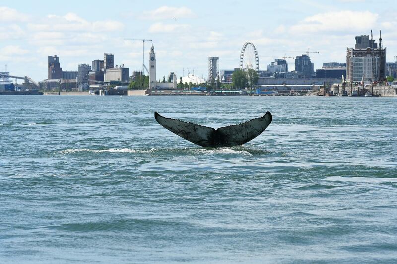 A humpback whale swims in the water by Montreal, Canada. AFP