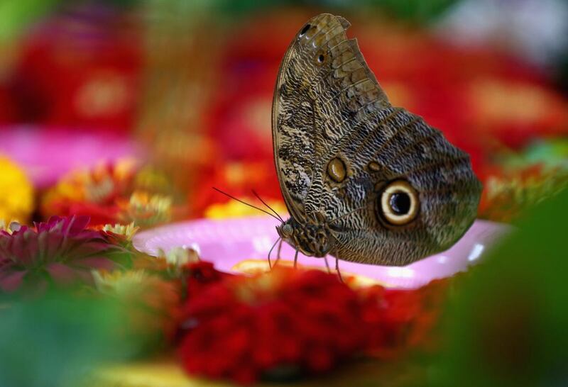 Butterflies feed on oranges at Dubai Butterfly Garden on Wednesday. Francois Nel / Getty Images