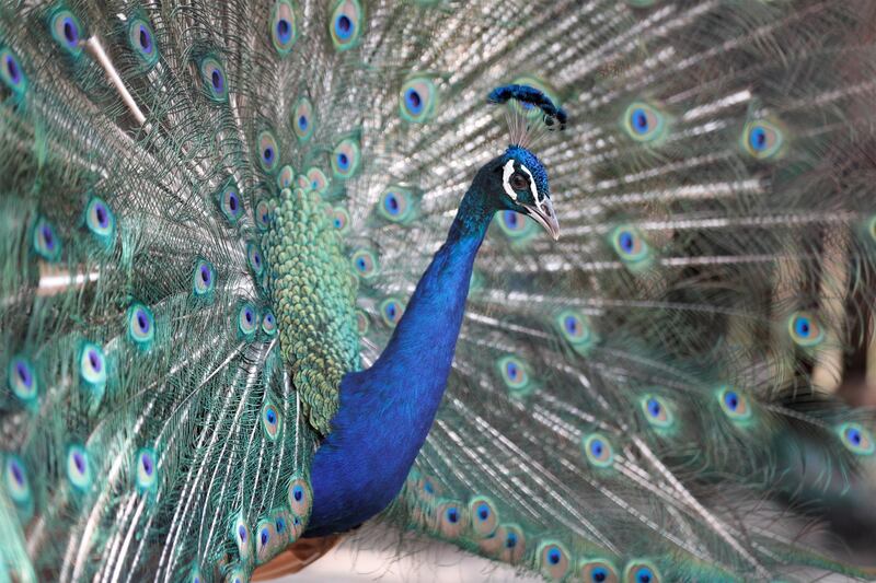 A peacock displays its tail inside its enclosure at the Tbilisi Zoo, Tbilisi, Georgia.  EPA