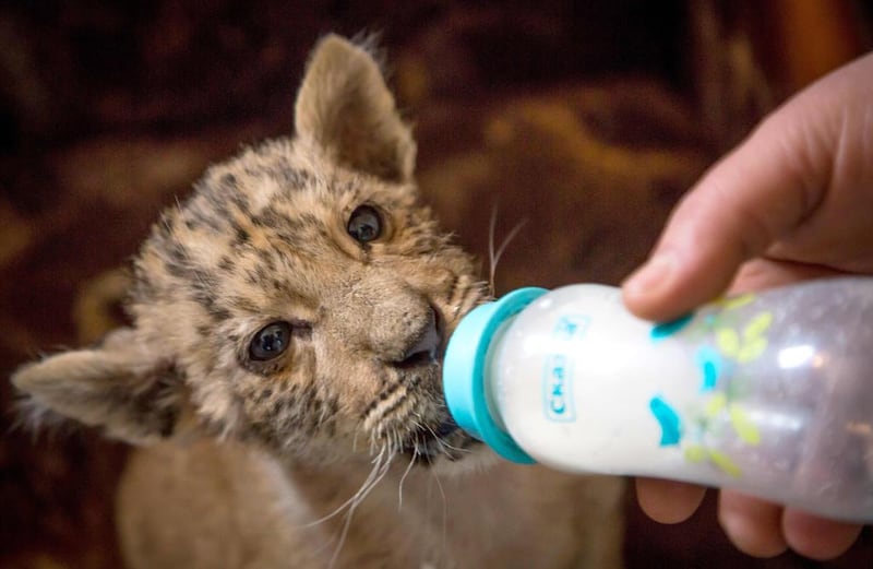 Erik Airapetyan feeds milk to liger cub, Tsar. Yuri Maltsev / AFP